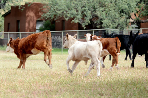 Some of the Santa Lucia calves run frantically at the sight of strangers on the ranch on Monday, Sept. 26. Calves live and grow at the Santa Lucia Ranch until they are about 500 pounds and are then moved to a farm in California or Nebraska. (Photo by Sydney Richardson / Arizona Sonora News)