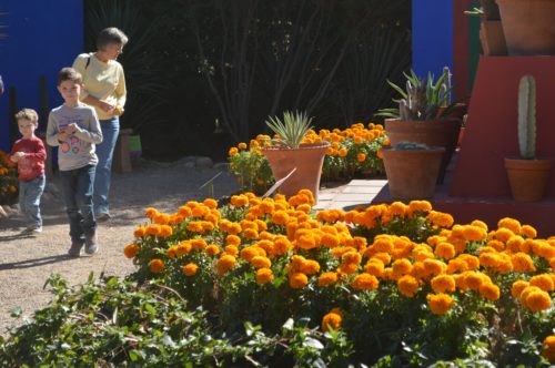 Marigolds bloom at the Tucson Botanical Garden's Frida Kahlo exhibit. Photo by Emily Ellis. 