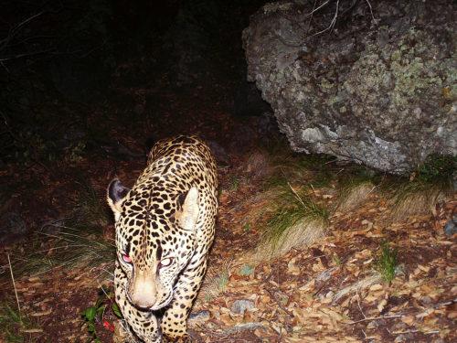 El Jefe the jaguar captured in a photo taken by a trail camera in the Santa Rita Mountains.