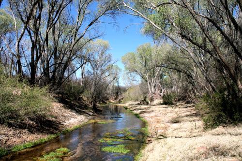 The San Pedro River doesn't continuously run, though occasionally monsoons change that. Photo by: Erik Kolsrud / Arizona Sonora News