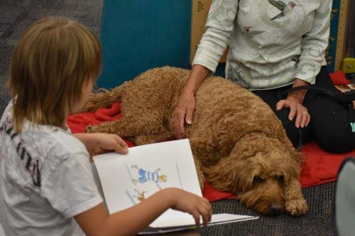 Bree, a therapy dog for the Pet Partners of Southern Arizona, listens to young readers at local Tucson libraries. (Photo by: Daniel Burkart/Arizona Sonora News). 