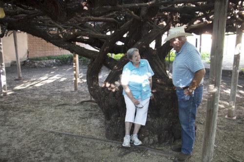 Burt y Dorothy Devere se sientan bajo el arbusto rosa más grande del mundo. Foto por Jireh Jimenez