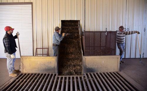 Employees wait for the next load of pecans to be dropped off at the cleaning plant at the Green Valley Pecan Company on Monday, Dec. 5, 2016. (Photo by Rebecca Noble / Arizona Sonora News)