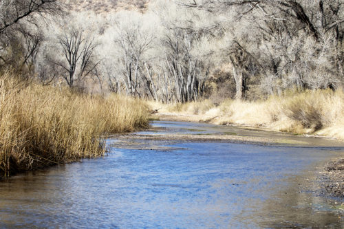 A view of the San Pedro River, near the San Pedro House, in Cochise County, Ariz. The San Pedro Riparian National Conservation Area provides a crucial habitat for over 300 species of birds. Nick Smallwood / Arizona Sonora News