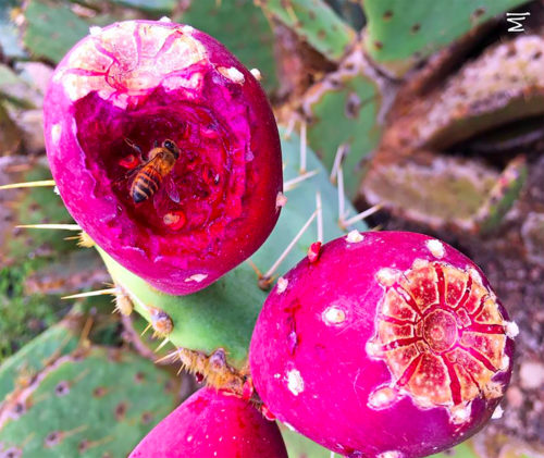 Mike Jones photographs bees drinking from prickly pear juice. Jones harvests and makes different recipes with prickly pear fruit. (Photograph by: Mike Jones/ ASKMIKE)