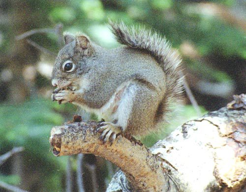 Q&A: UA biologist talks Mount Graham red squirrel conservation