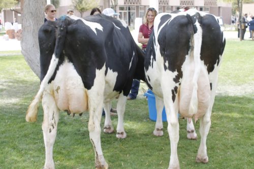 Dairy cattle eat in preparation for the milking competition on the Capitol. (Photo by: Erik Kolsrud/Arizona Sonora News)