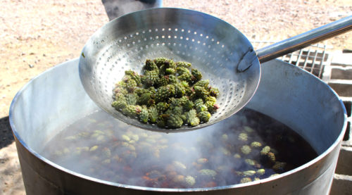 The buds are dumped into a pot and boiled until they become rubbery. (Photo by: Sammy Minsk/Arizona Sonora News)