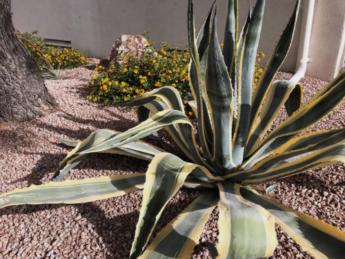 There’s more to agave than tequila