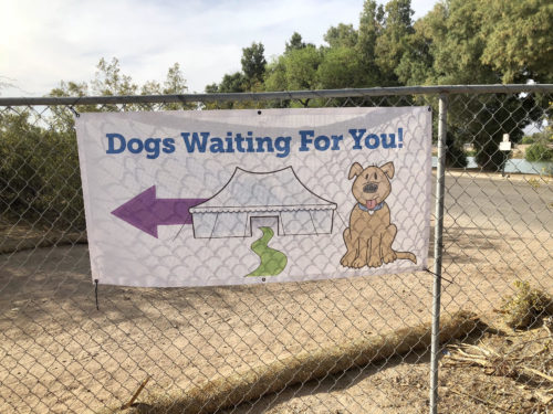 Dogs waiting for you at PACC. (Photo by: Paige Carpenter and Angela Vera/ Arizona Sonora News Service)