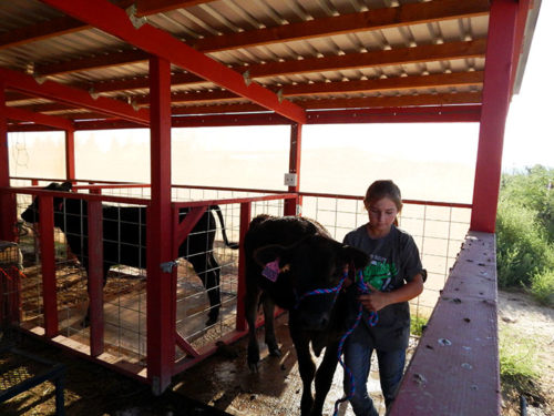 Addison Burright leads her steer, Clover, out of the stall on Friday, September 14, 2018, in Willcox, Ariz. (Photo by Hannah Dahl/Arizona Sonora News Service)