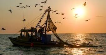 Catch of the day and then some: A holistic U.A. exhibit on trawling for shrimp