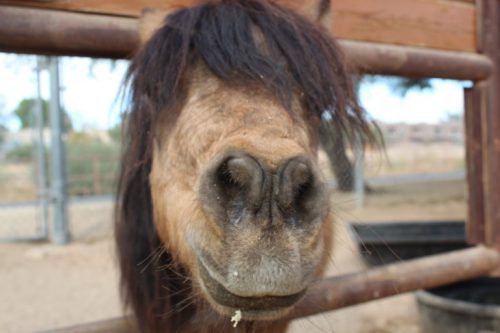 One of the miniature horses at TRAK getting its photo taken after breakfast.