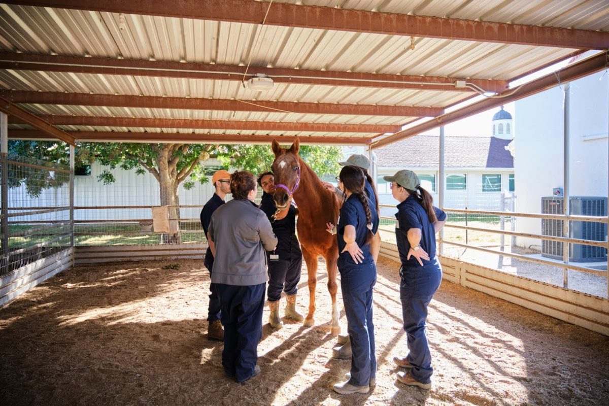 Students at the University of Arizona College of Veterinary Medicine are given hands-on learning experiences with animals by the second week of their curriculum.  (Courtesy Miles Fujimoto | UA College of Veterinary Medicine)
