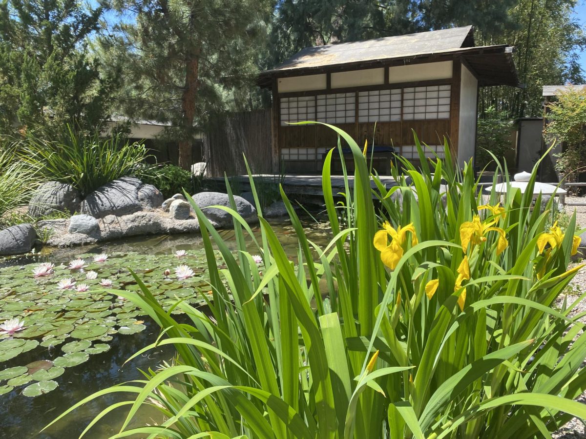 The Yume Japanese Gardens of Tucsons koi pond pictured in spring. Provided by Patricia Deridder