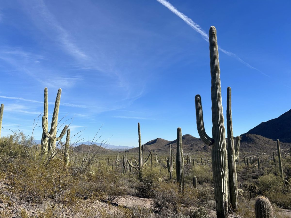 The Tucson Mountains’ vegetation is mostly saguaro desert scrub. 
