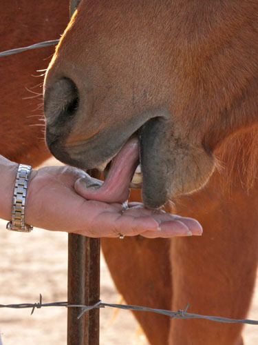 One of the horses enjoys a treat at Lakota Ladies Haven near Florence. (Photo by Sam Sais/ASNS)
