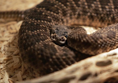 Watch out for Cochise County Mojave rattlesnakes