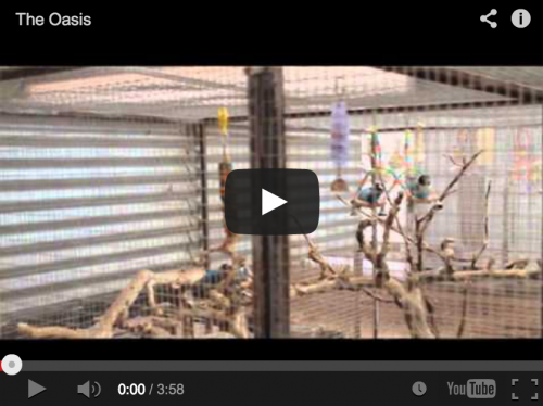 A tropical parrot oasis deep in the desert {An ASNS Video}