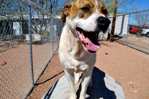 Two-year-old Jeremy, an American bull dog mix, was recently adopted from the Tombstone Small Animal Shelter