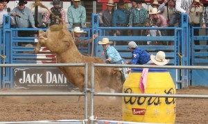 The La Fiesta de los Vaqueros,Tucson Rodeo 2014 bull riding event brings some of the quickest and fearsome bulls. (Photo by Isaac Cox)