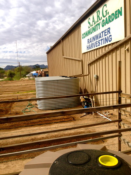 A community garden at Southern Arizona Rain Gutters (S.A.R.G) thrives solely off rain water