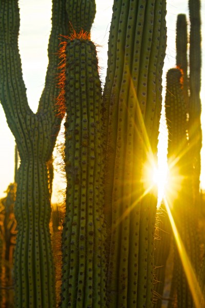 Cactus+and+Sunlight+%2F+Flickr