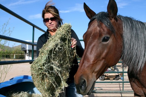 Kylie McLean, a Canadian buyer and seller of horses, feeds her horse Chocolate in San Tan Valley, Arizona. (Photo by: Sterling Blum/ Arizona Sonora News)