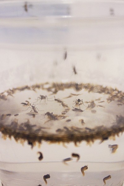 Dr. Michael Riehle estudia mosquitos en su laboratorio que se encuentran en Arizona
y pueden propagar dos enfermedades que están saliendo en los estados fronterizos. El Dengue es una de las enfermedades virales con la cual algunos moquitos están infectados. Los moquitos siguen el ciclo desde huevo a larva, a pupa, hasta adulto completamente desarrollado en el laboratorio. Foto por Briana Sanchez / Arizona Sonora News Service