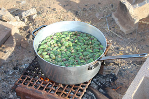 Cholla buds are boiled after harvesting. Photo courtesy of TOCA. 