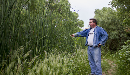 Langdon Hill walks through a riparian environment on his ranch along Aravaipa Creek on Wednesday, May 6, 2015. Riparian environment is where the endangered species Southwestern willow flycatcher lives along with other animals. (Photo by: Rebecca Marie Sasnett/ Arizona Sonora News)