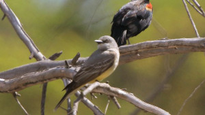 Southwestern willow flycatchers are a endangered species in Arizona and have a gray colored body with a pale yellow belly. (Photo courtesy of Natural Resources Conservation Service)