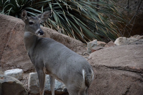 A young whitetail deer photographed at the Arizona Sonoran Desert Museum in Tucson, Ariz. Photo by Jorge Encinas/Arizona Sonora News