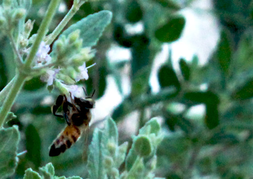 Una abeja africana poliniza las flores en el camino Agua Caliente en Tucson, Arizona. (Fotografía por McKinzie Frisble/Arizona Sonora News Service)