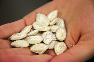 Semillas de Ha:l en el banco de semillas nativas. (Fotografía por Sara Pelfini/Arizona Sonora News Service)