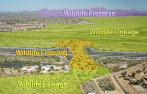 Una representación de una artista ilustra la conexión entre el puente de fauna silvestre de la Calle Oracle y el Vínculo de la fauna silvestre en las montañas de Santa Catalina-Tortolita. Todas las fotografías son cortesía de la Coalición de la Protección del Desierto de Sonora.