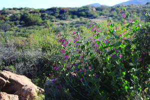 Wildflowers bloom on the Oak Flat Campground. Much of the plant life in this area is unique because of the spring-fed ecosystem. (Photograph by Ashley McGowan)