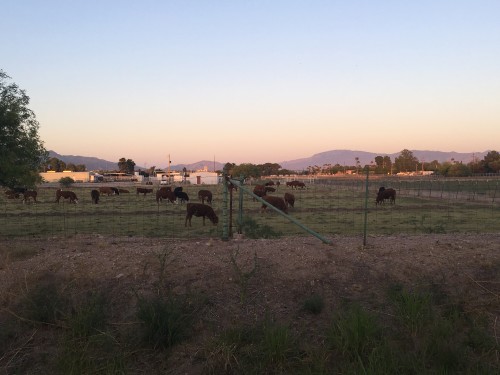 Cows graze at the University of Arizona's Tucson Village Farm.