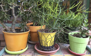 Pots where mosquitos can multiply. (Photo by: Alexandra Adamson/El Independiente)