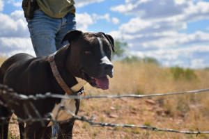 Foley's dog Rocco accompanies him on his trips into the desert. (Photo by Kendal Blust/Arizona Sonora News)