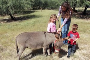 Nicole Harrington and her children Hannah and Will Harrington lead their miniature donkey Burrito in their yard in Tucson, Ariz. on Sunday, Sept. 25, 2016. The Harrington family purchased two miniature donkeys a year ago to make landscaping their one-acre land easier. (Photo by Leah Merrall / Arizona Sonora News Service )