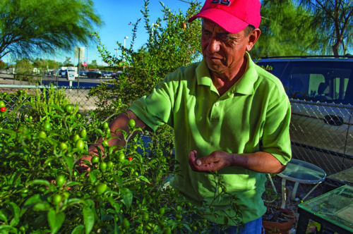 Manuel Ortiz cuida su jardin en Tucson (foto por Christina Duran)