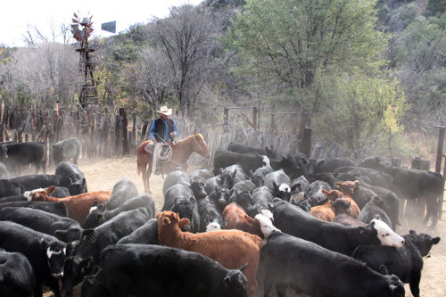 One of the cowboys helps direct cattle in the coral during the round up on Sunday, Nov. 26, 2016. To help move cattle, cowboys will slap their rope on their legs to make a noise that gets the cattle moving. (Photo by Michelle Floyd / Arizona Sonora News)