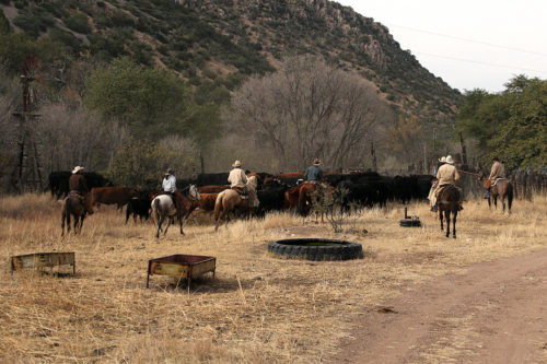 The team of cowboys and cowgirls works together to direct the cattle into the coral during the round up at the Glenn's J Bar A Ranch on Sunday, Nov. 26, 2016. They have to work together to get the hundred plus heads of cattle to all go in the same direction. (Photo by Michelle Floyd / Arizona Sonora News)