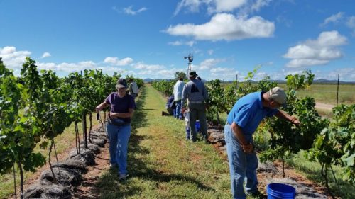 Friends and family of Kat Crockett help harvest wine grapes at Crockett’s vineyard. (Photo courtesy of Kat Crockett).