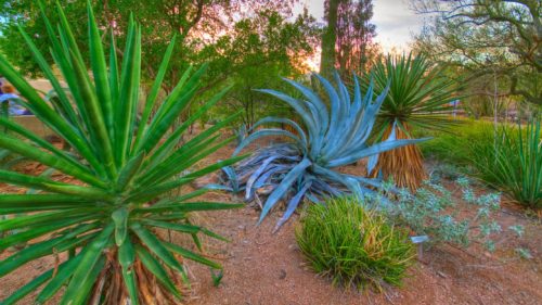 Blue agave. (Creative Commons photo by Jasper Nance).