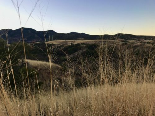 Dry grass contributes to high fire risk in the area, which Bartine called, “one big tinder box.” (Photo by Sasha Hartzell/El Inde).