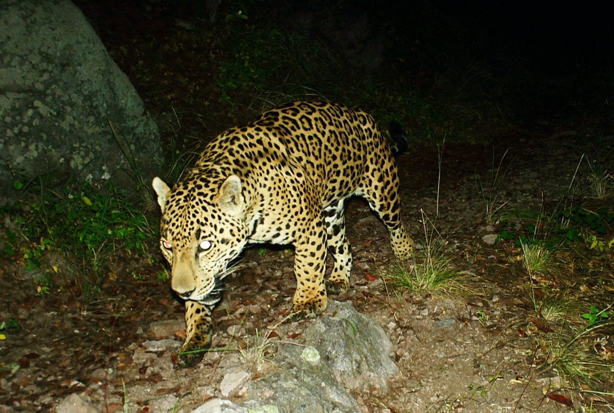 The+University+of+Arizona+has+been+monitoring+this+jaguar+since+it+was+first+spotted+in+the+Chiricahua+Mountains+in+November+2016.+This+is+one+of+about+50+detections+of+this+animal+captured+on+UA+trail+cameras.+Photo+courtesy+UA+Jaguar+and+Ocelot+Monitoring+Project.%0A