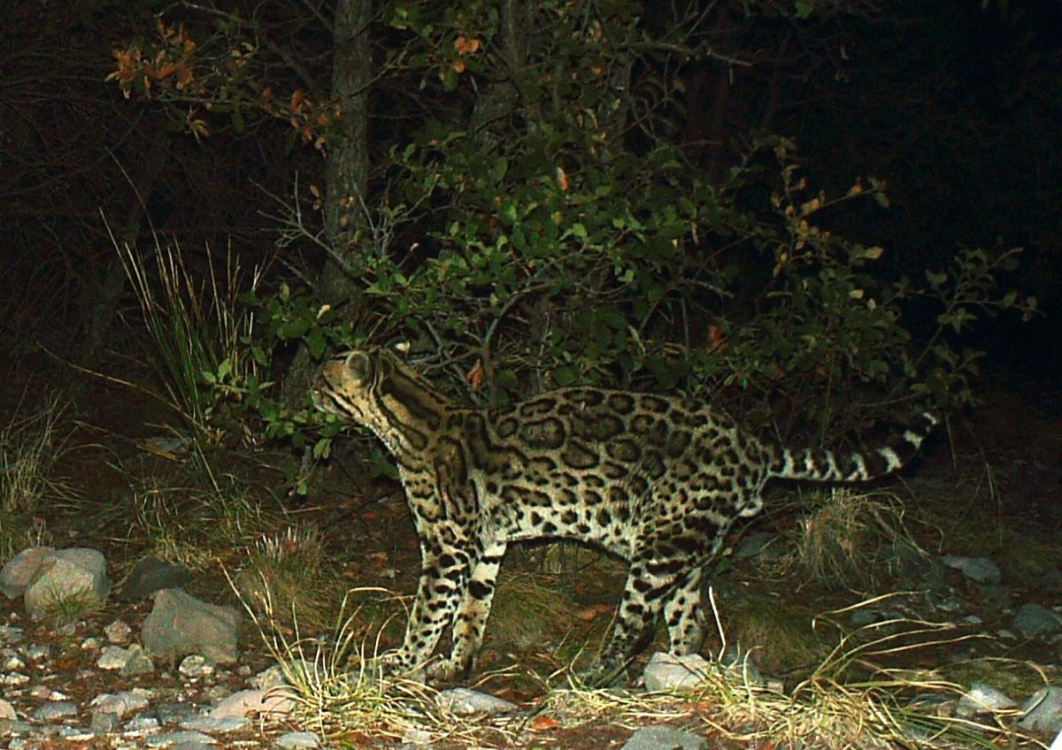 Photo detection of the oldest known wild ocelot in America taken on Feb. 18, 2024. Image credit: University of Arizona Jaguar and Ocelot Monitoring Project.