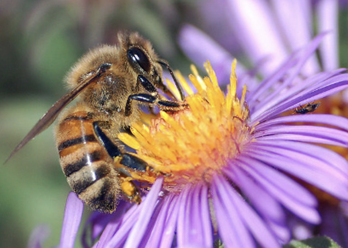 A Western honey bee pollinating a flower. Bees are the best pollinators in the world. 